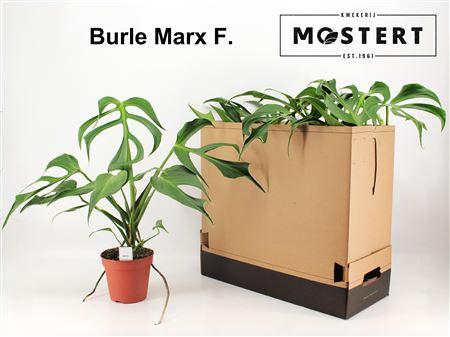 <h4>Monstera Burle Marx F</h4>