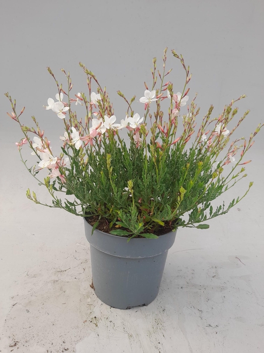 <h4>GAUR LI GEYSER WHITE</h4>