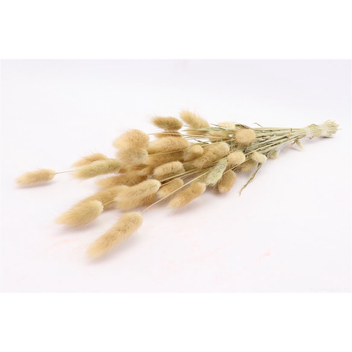 <h4>Bunch Lagurus Slv 50g  L60</h4>