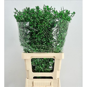 Genista Heidebrem Painted Green