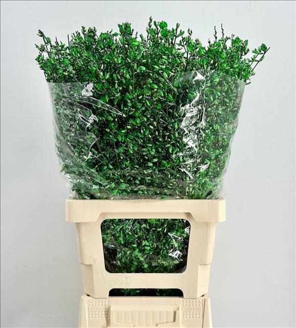 <h4>Genista Heidebrem Painted Green</h4>