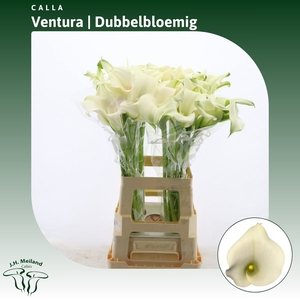 Calla Ventura | Dubbelbloemig