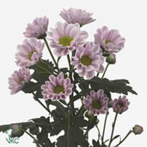 CHR SAN ROSSI PINK