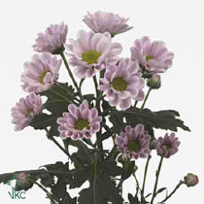 <h4>CHR SAN ROSSI PINK</h4>