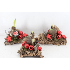 arr4 Amaryllis MB - Kurk x5