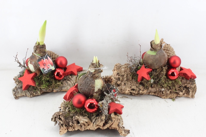 <h4>arr4 Amaryllis MB - Kurk x5</h4>