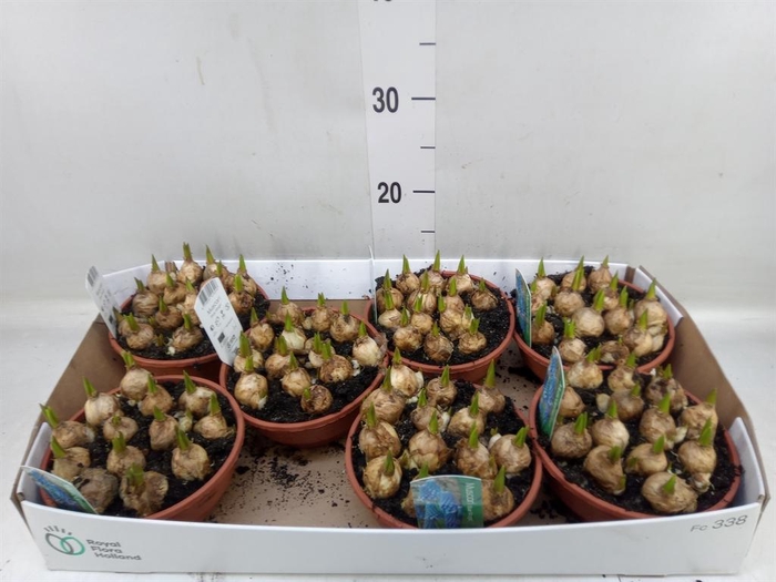 <h4>Muscari  'Magic Blue'</h4>