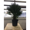 Chamaerops humilis