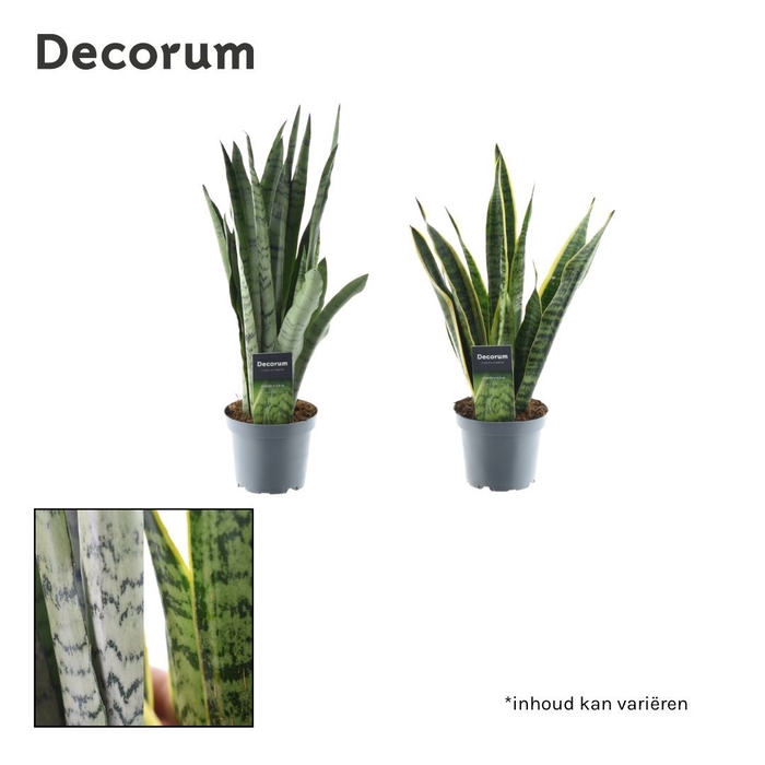 Sansevieria gemengd 2 soorten (Decorum)