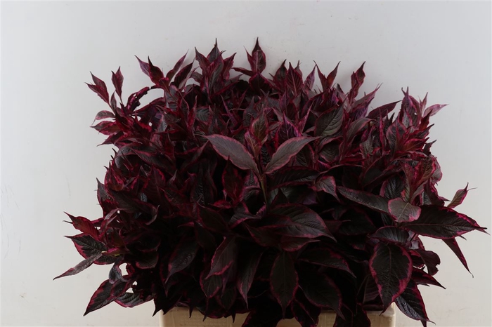 <h4>Weigelia Opgetrokken Rood</h4>