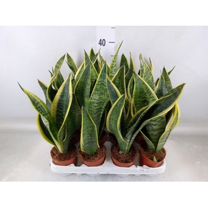 Sansevieria trifa. 'Futura Superba'