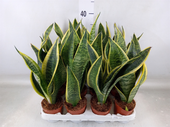 <h4>Sansevieria trifa. 'Futura Superba'</h4>