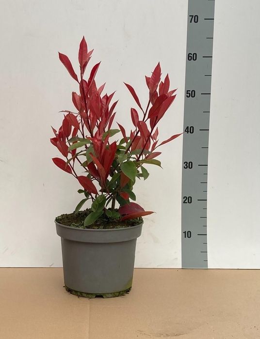 <h4>PHOT FR RED ROBIN</h4>