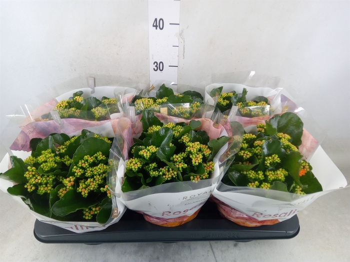 <h4>Kalanchoe blos. 'RosDon Pedro'</h4>