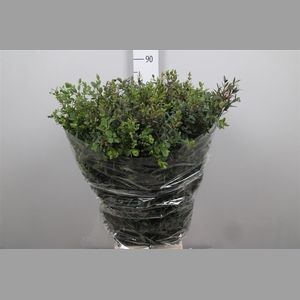 Euca Parvifolia Extra
