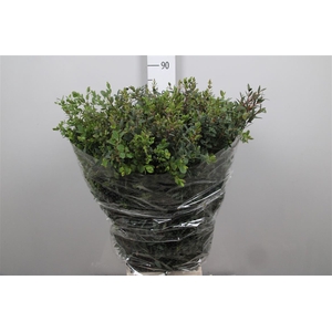 Euca Parvifolia Extra