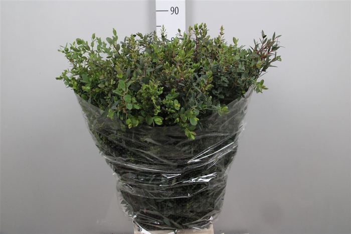<h4>Euca Parvifolia Extra</h4>