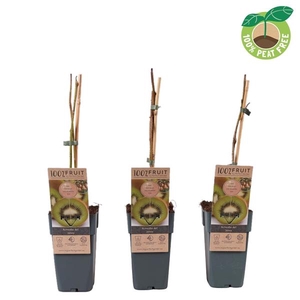 Actinidia del. 'Jenny'