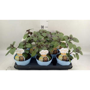 Ocimum basilicum 'Magic Mountain'