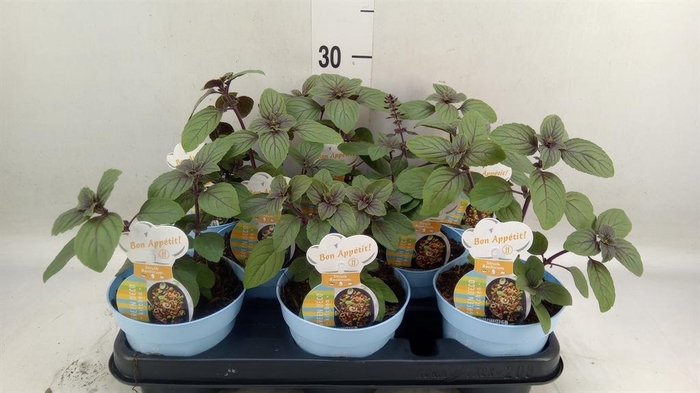 <h4>Ocimum basilicum 'Magic Mountain'</h4>