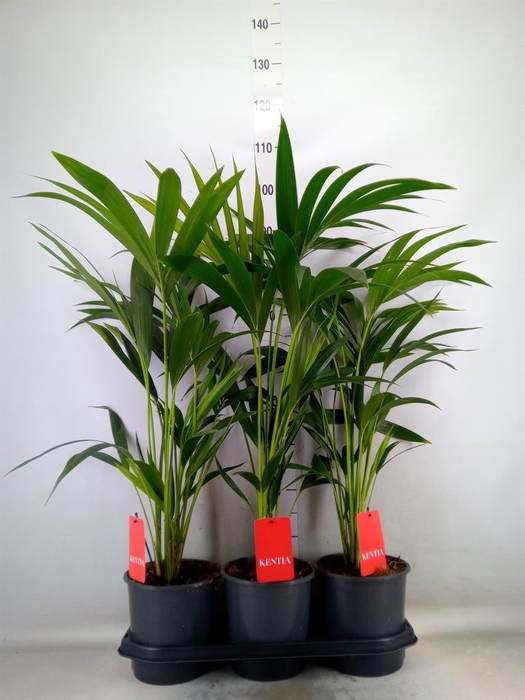 <h4>Howea forsteriana</h4>