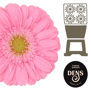 Germini Kirstey Diamond