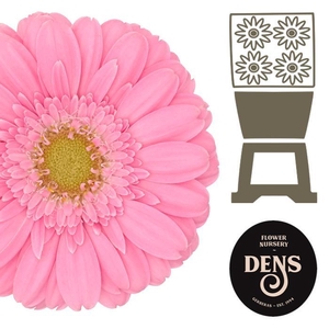 Germini Kirstey Diamond