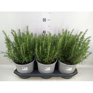Rosmarinus officinalis   ...