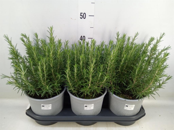 <h4>Rosmarinus officinalis   ...</h4>