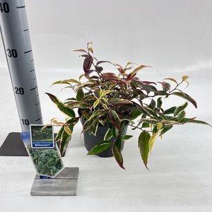 Leucothoe fontanesiana Whitewater® ('Howw'PBR)