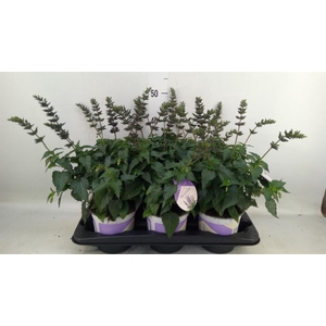 Salvia  'Salgoon Lake Como'