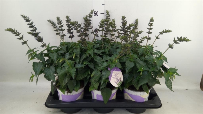 <h4>Salvia  'Salgoon Lake Como'</h4>