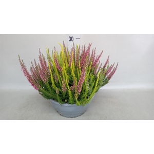 Calluna vulg. 'Beauty L' ..mix 3/p