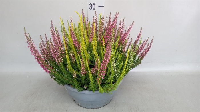 <h4>Calluna vulg. 'Beauty L' ..mix 3/p</h4>