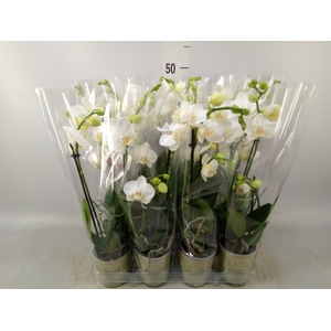 Phalaenopsis   ...white