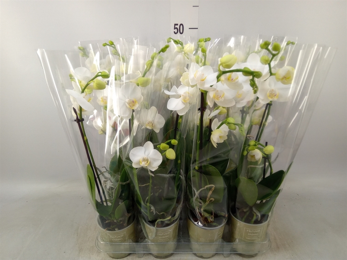 <h4>Phalaenopsis   ...white</h4>