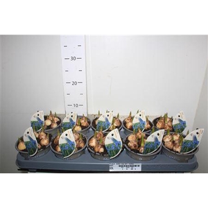 Muscar Mabel New Srt 7 Bollen