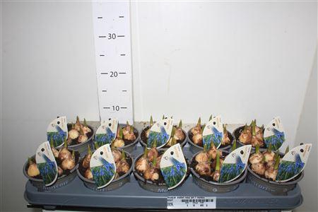 <h4>Muscar Mabel New Srt 7 Bollen</h4>