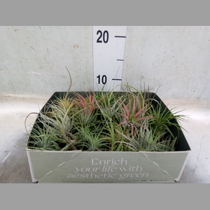 Tillandsia