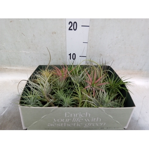 Tillandsia
