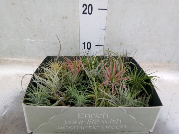 <h4>Tillandsia</h4>