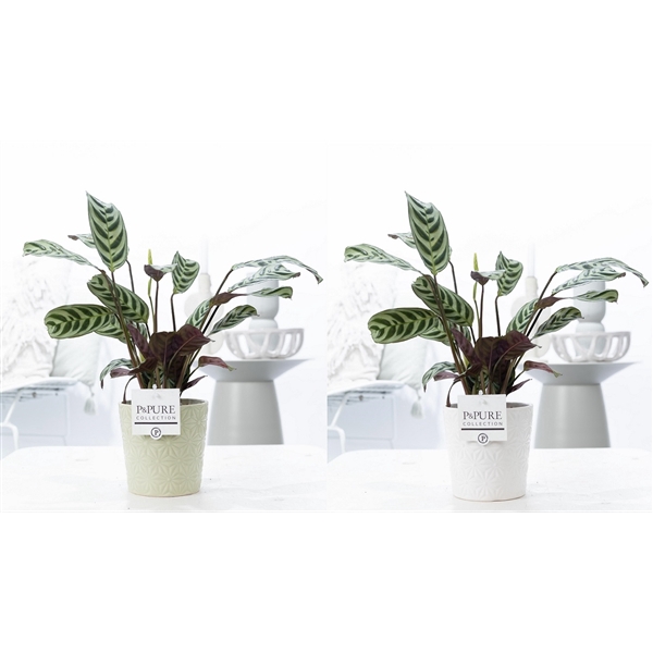 <h4>Ctenanthe Burle Marxii in P&PURE Juliette ceramics ass. 3</h4>