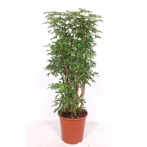 Schefflera arboricola 'Luseana'