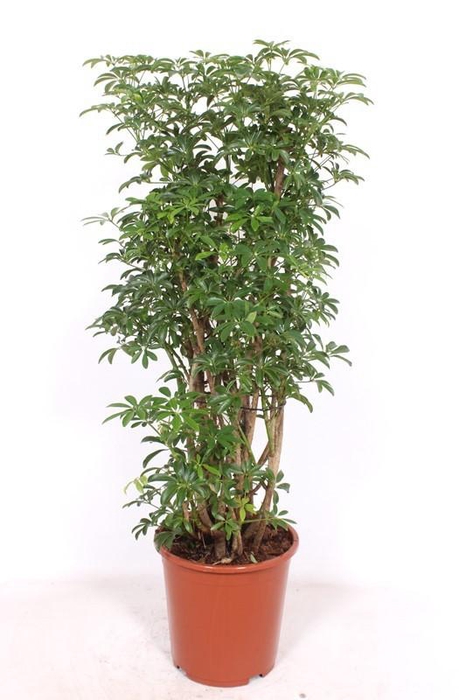 <h4>Schefflera arboricola 'Luseana'</h4>