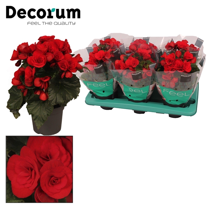 <h4>Begonia Red Baladin P13</h4>