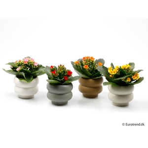 KALANCHOE BLOSSFELDIANA  p6