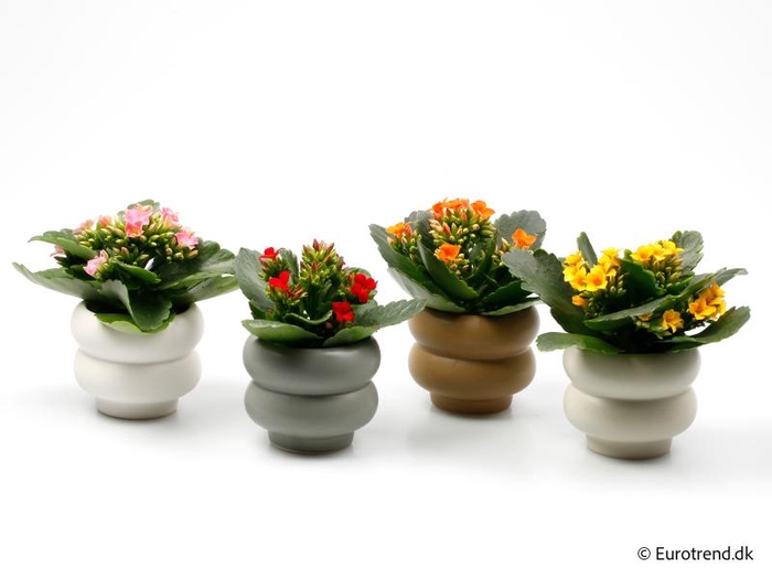 <h4>KALANCHOE BLOSSFELDIANA  p6</h4>