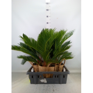Cycas revoluta