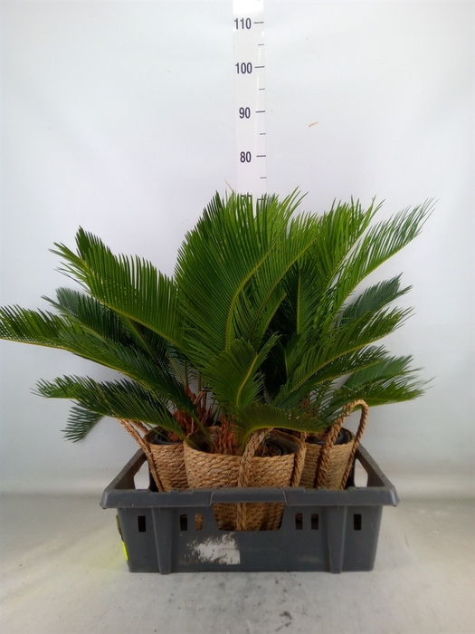 <h4>Cycas revoluta</h4>