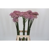Allium Pink Jewel